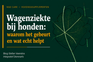 wagnziekte bij honden: waarom het gebeurt en wat echt helpt