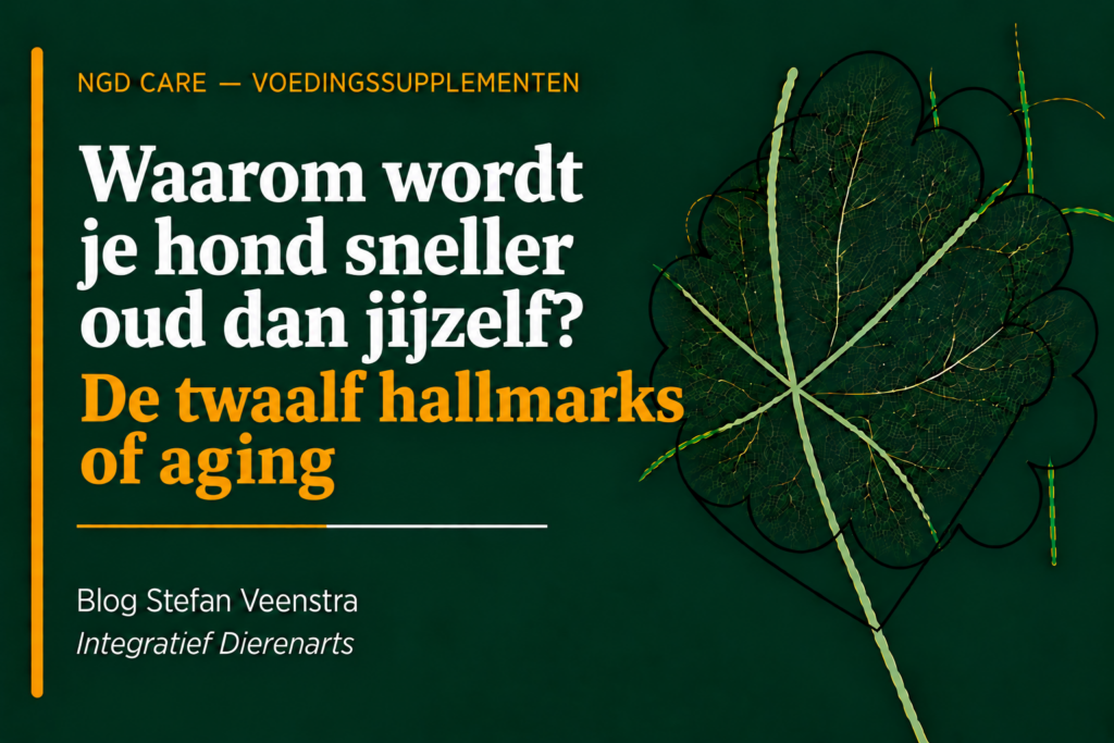 waarom wordt je hond sneller oud dan jijzelf? De twaalf hallmarks of aging