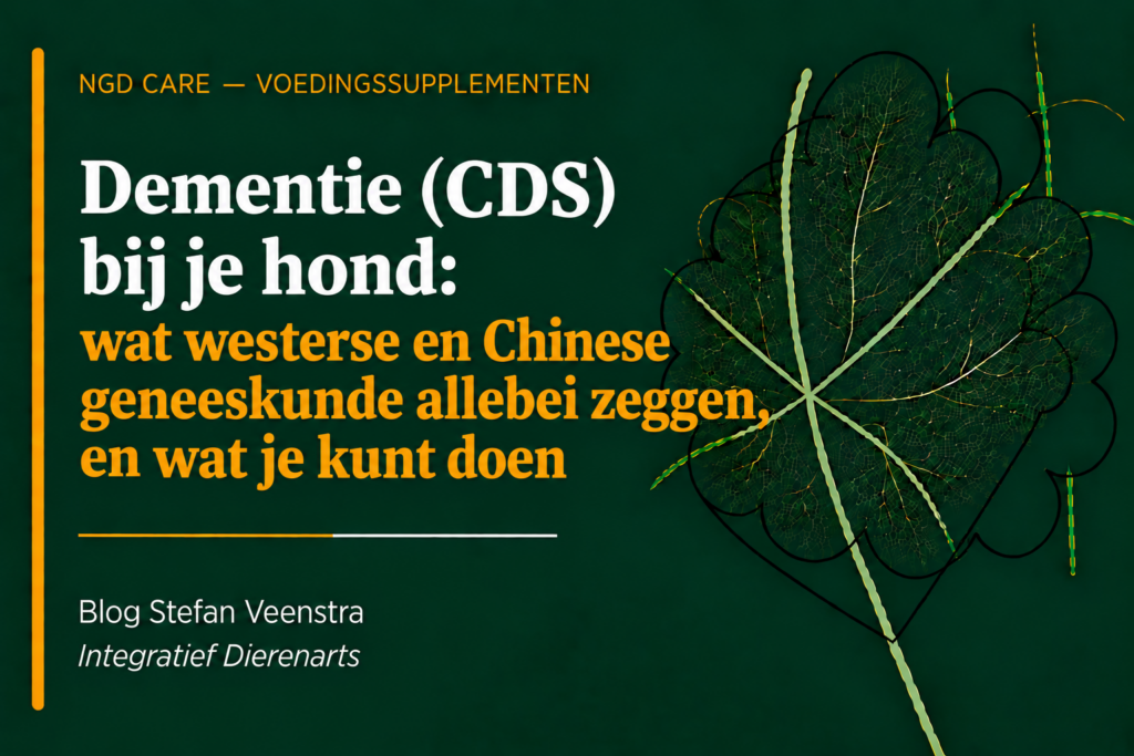 Dementie (CDS)bij je hond: wat westerse en Chinese geneeskunde allebei zeggen en wat je kunt doen.