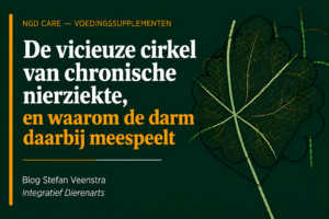 de vicieuze cirkel van chronische nierziekte, en waarom de dam daarbij meespeelt