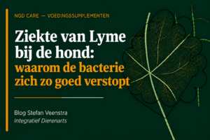 ziekte van Lyme bij de hond: waarom de bacterie zich zo goed verstopt.