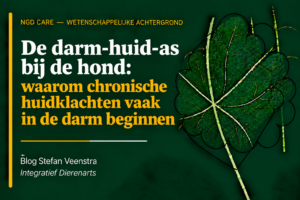 de darm-huid-as bij de hond: waarom chronische huidklachten vaak in de darm beginnen