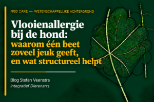 vlooienallergie bij de hond: waarom een beet zoveel jeuk geeft, en wat structureel helpt